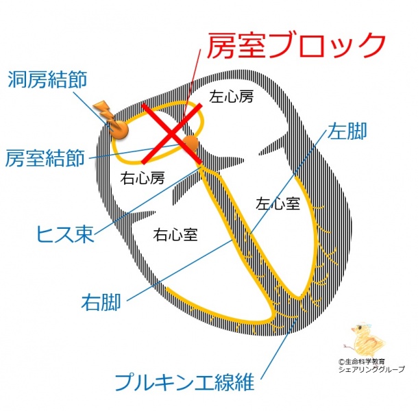 ファイル:延長.jpg