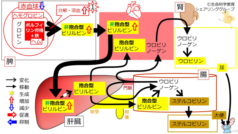 ファイル:01299.jpg