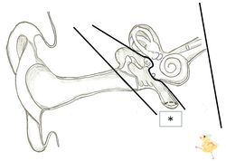 /wiki/images/thumb/a/af/02360.jpg/250px-02360.jpg