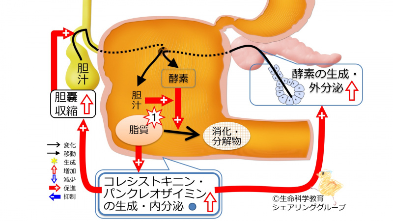 ファイル:03438.jpg