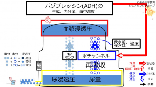 ADHbeforeWaterIntake-Jpn-2020.jpg