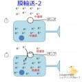 2014年6月30日 (月) 14:03時点における版のサムネイル