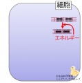 2015年3月30日 (月) 18:48時点における版のサムネイル