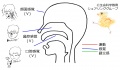 2016年3月10日 (木) 16:57時点における版のサムネイル