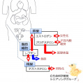 2013年9月22日 (日) 12:44時点における版のサムネイル