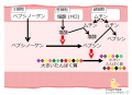 2014年7月9日 (水) 15:22時点における版のサムネイル