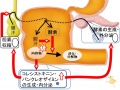 2015年3月12日 (木) 10:21時点における版のサムネイル