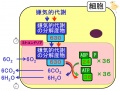 2013年2月27日 (水) 10:20時点における版のサムネイル