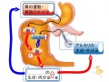 2015年3月11日 (水) 16:53時点における版のサムネイル