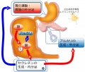 2016年12月21日 (水) 10:04時点における版のサムネイル