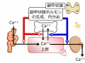 2013年2月27日 (水) 10:09時点における版のサムネイル