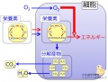 2013年7月11日 (木) 11:20時点における版のサムネイル