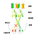 2011年4月7日 (木) 23:13時点における版のサムネイル