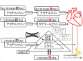 2016年3月14日 (月) 10:02時点における版のサムネイル