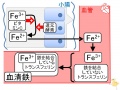 2013年2月27日 (水) 10:03時点における版のサムネイル