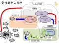 2013年2月27日 (水) 10:18時点における版のサムネイル