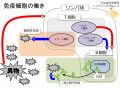 2015年9月23日 (水) 01:51時点における版のサムネイル