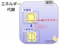 2013年7月11日 (木) 11:09時点における版のサムネイル