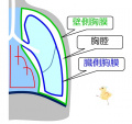2013年2月27日 (水) 10:09時点における版のサムネイル
