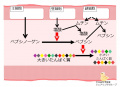 2015年3月11日 (水) 16:40時点における版のサムネイル