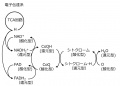 2013年3月28日 (木) 16:32時点における版のサムネイル