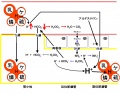 2011年4月7日 (木) 23:12時点における版のサムネイル