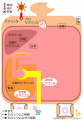 2017年8月13日 (日) 22:23時点における版のサムネイル