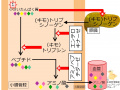 2015年11月15日 (日) 13:09時点における版のサムネイル