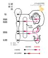 2024年3月2日 (土) 20:19時点における版のサムネイル