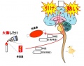 2015年3月17日 (火) 14:56時点における版のサムネイル