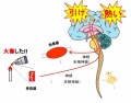 2016年11月28日 (月) 16:18時点における版のサムネイル