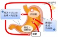 2016年12月21日 (水) 09:58時点における版のサムネイル