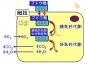 2013年2月27日 (水) 10:21時点における版のサムネイル
