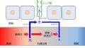 2022年3月7日 (月) 10:52時点における版のサムネイル
