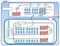 2015年3月17日 (火) 12:56時点における版のサムネイル