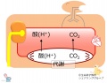 2015年6月1日 (月) 16:45時点における版のサムネイル