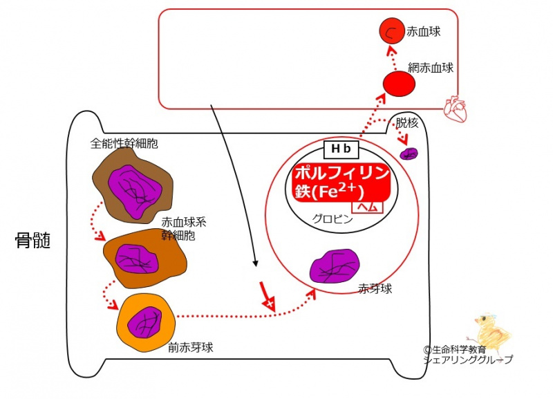 ファイル:03402-wb.jpg
