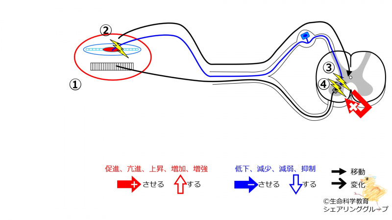 ファイル:StretchReflex-2.jpg