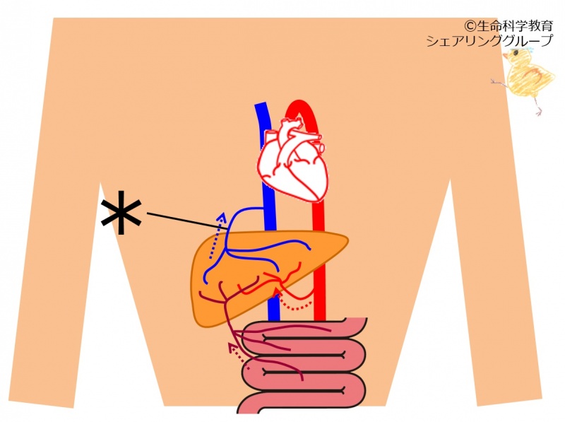 ファイル:肝臓血管 クイズ.jpg