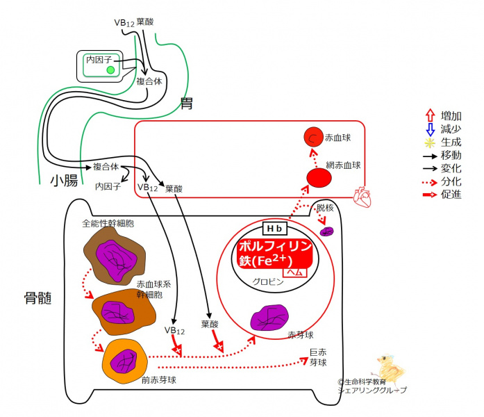ファイル:04427-wb.jpg