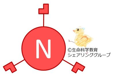 連結器_窒素.jpg