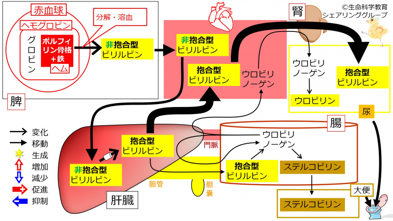 ファイル:01300-wb.jpg