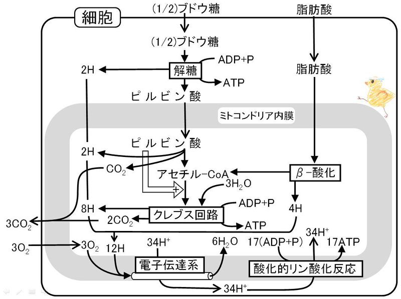 ファイル:03258.jpg