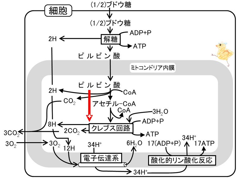 ファイル:04367.jpg