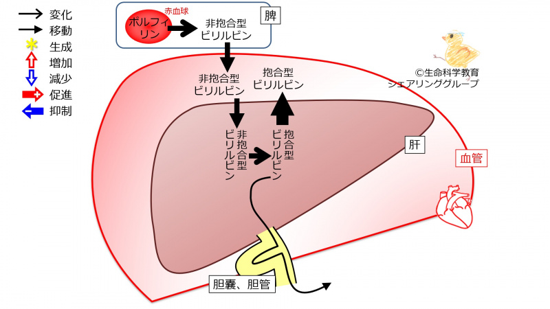 ファイル:BilirubinExcretionFailure-wb.jpg
