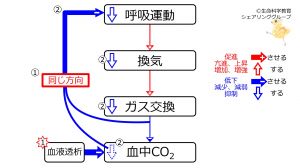 /wiki/images/thumb/b/b3/DecCO2Response.jpg/300px-DecCO2Response.jpg