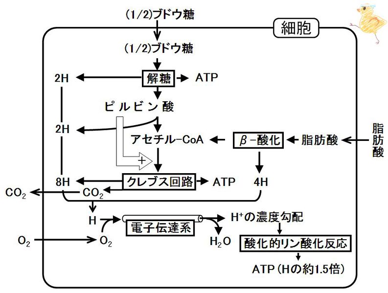 ファイル:00319.jpg