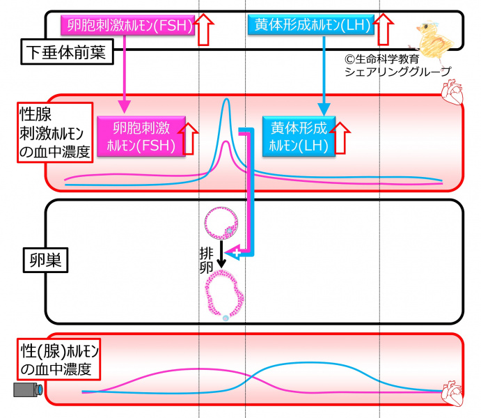 ファイル:04653-wb.jpg