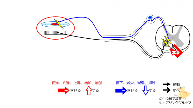 ファイル:StretchReflex-2-wb.jpg