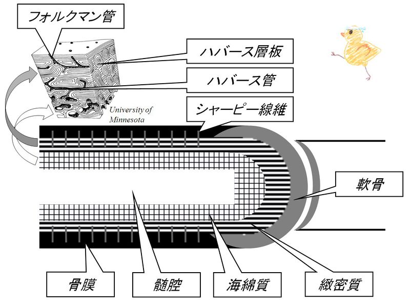 ファイル:02514.jpg